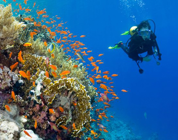 Scuba Diving