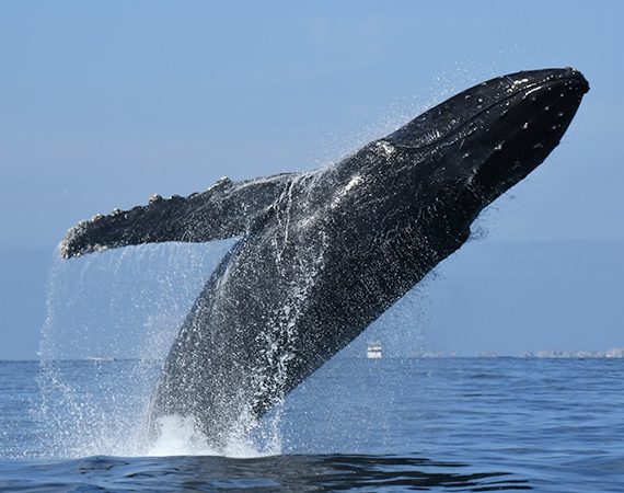 Whale Watching